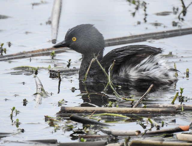 Day 2, Least Grebe