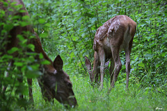 Été pluvieux, herbe plus verte