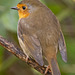 Robin