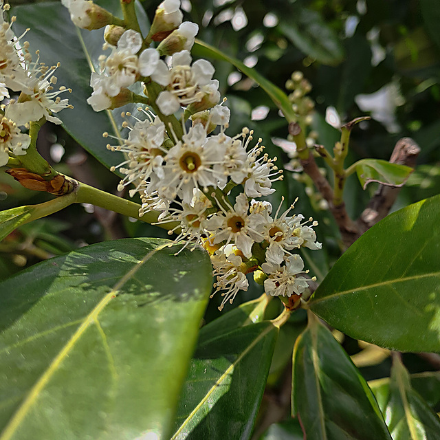 20230420 154610SHw [D~LIP] Kirschlorbeer (Prunus laurocerasus), Bad Salzuflen