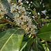 20230420 154610SHw [D~LIP] Kirschlorbeer (Prunus laurocerasus), Bad Salzuflen