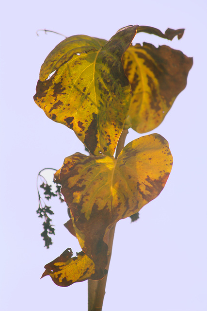 Blätter im Herbst