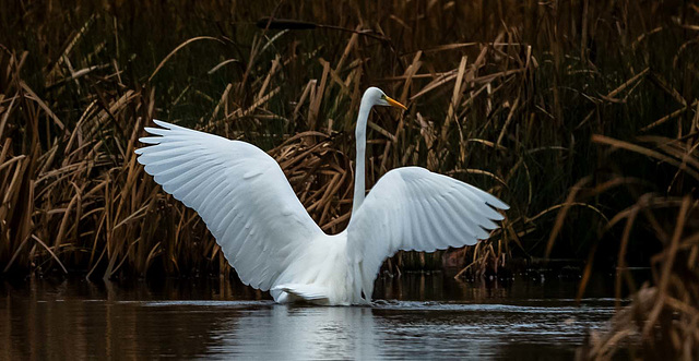 Great white egret