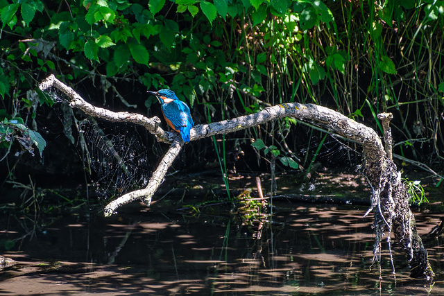 Eisvogel