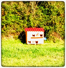 A cattery-house in the middle of the farm for protection of homeless cats