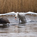Mute swan chasing a Canada goose Mute swan chasing a Canada goose