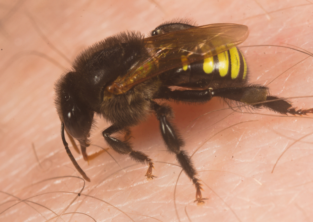 IMG 1243 Sweat Bee-2