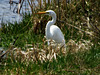 Great white Egret