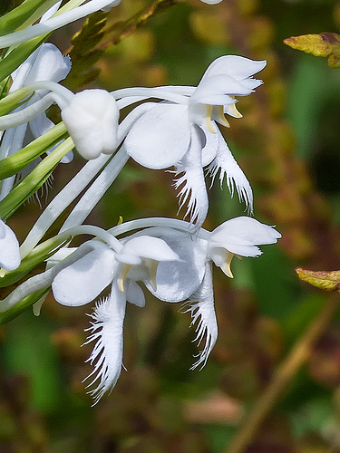 Platanthera conspicua (Southern White Fringed orchid)