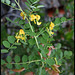 Colutea arborescens- Baguenaudier