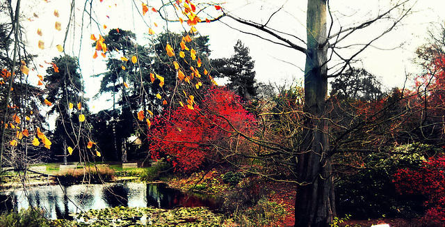 Autunno allo  stagno