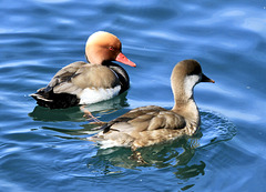 Auf dem Bodensee