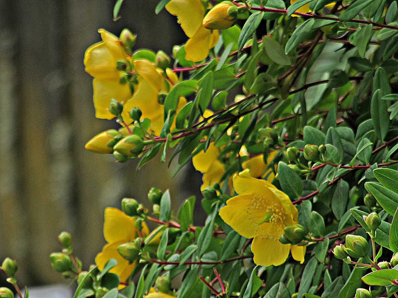 Flowering St John's Wort.