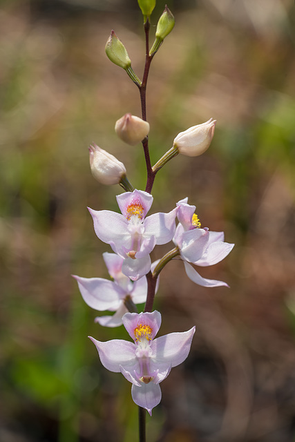 Calopogon multiflorus (Many-flowered Grass-pink orchid)