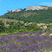 Ardèche Lavenders