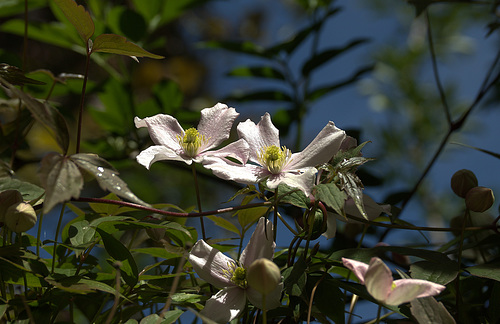 DSC04367 (2) 1