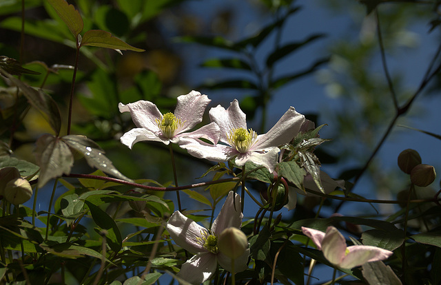 DSC04367 (2) 1