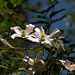 DSC04367 (2) 1
