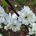 20230420 155149SHw [D~LIP] Mirabelle (Prunus cerasifera), [Kirschpflaume], Bad Salzuflen