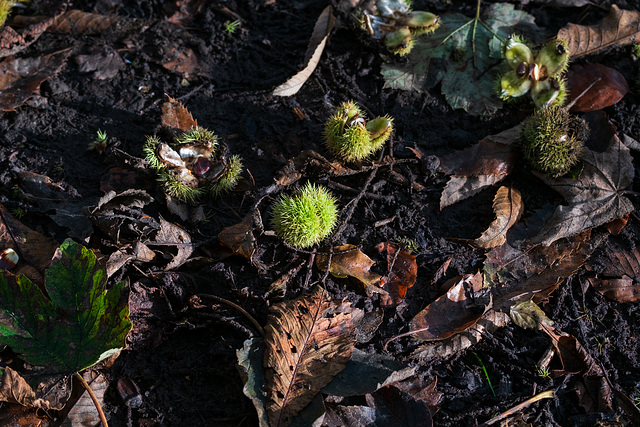 Sweet Chestnut
