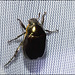 IMG 7871 Beetle