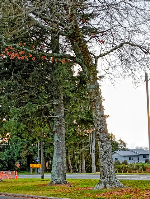 Trees On Maraetai Road.