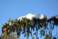 Bulgaria, Rila Mountains, Snow Cap on a Spruce Branch