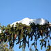 Bulgaria, Rila Mountains, Snow Cap on a Spruce Branch