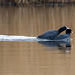 Coots Coots