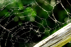 Sommerfaden