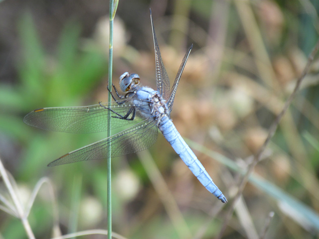 Southern Skimmer m (Orthetrum brunneum) 14-07-2011 09-26-13