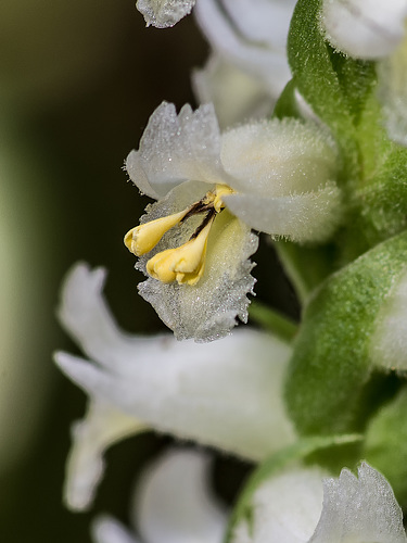 Spiranthes odorata (Fragrant Ladies'-tresses orchid) with pollinaria partially removed