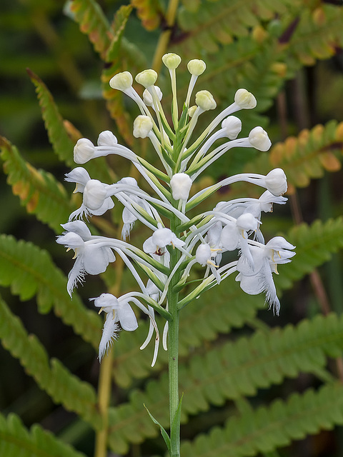 Platanthera conspicua (Southern White Fringed orchid)