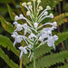 Platanthera conspicua (Southern White Fringed orchid)