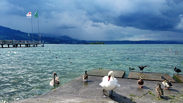 Zürichsee