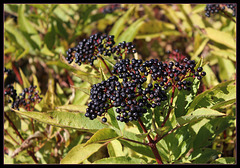 Sambucus ebulus -sureau yèble (2)