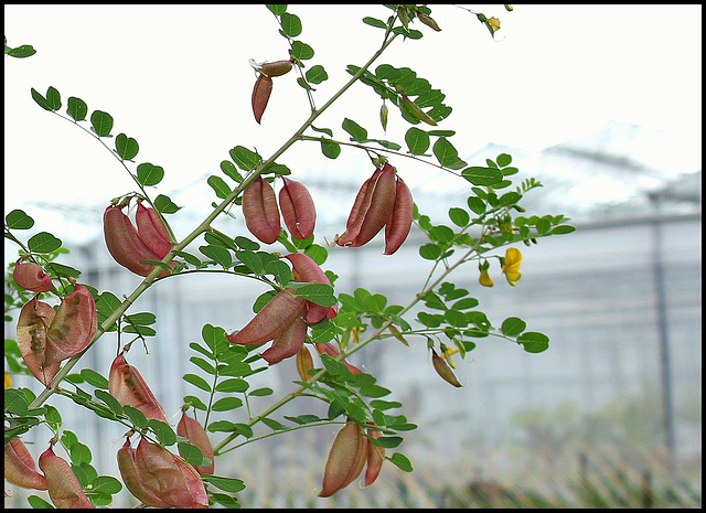 Colutea arborescens- Baguenaudier