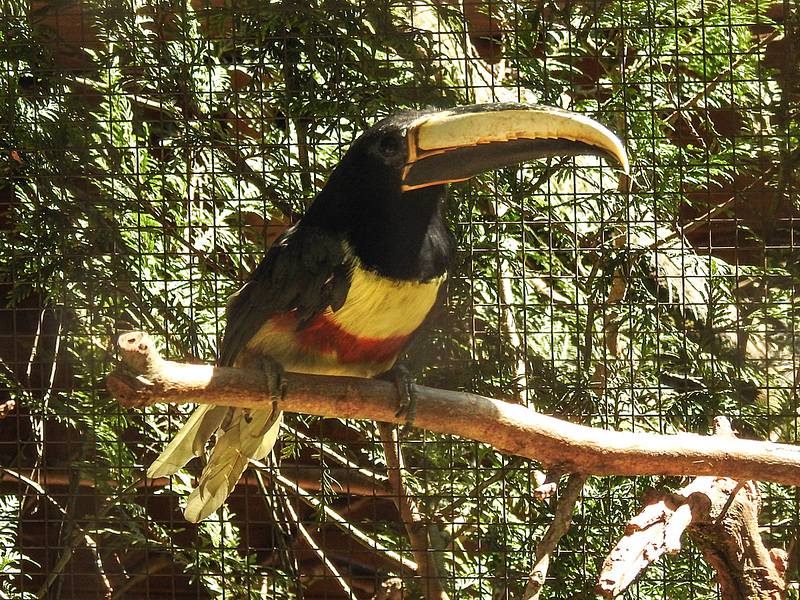 20170527 1720CPw [D~LIP] Schwarzkehlarassari, Vogelpark Detmold-Heiligenkirchen