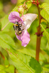 Buff Tailed Bumble Bee