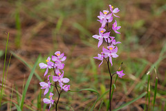 Calopogon multiflorus (Many-flowered Grass-pink orchid)