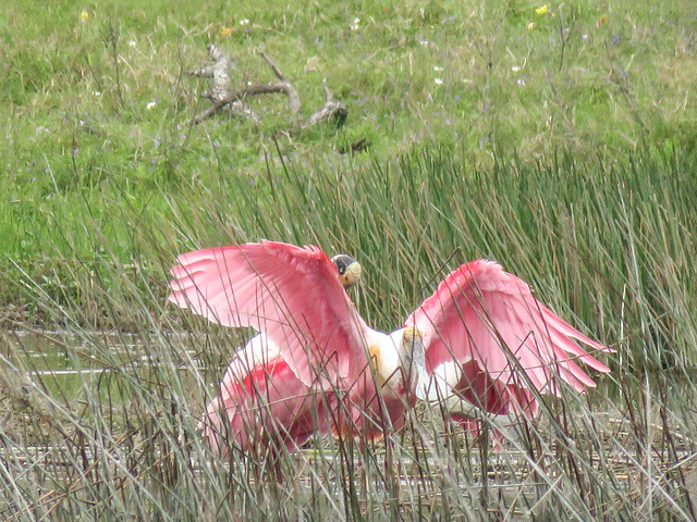 Day 2, Roseate Spoonbills