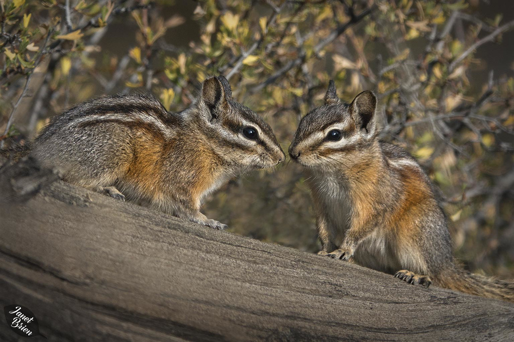 We're Home! And Look at the Adorable Least Chipmunks from LaPine! Updates Galore!