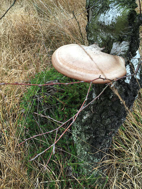 lignicoler Pilz in der Lüneburger Heide