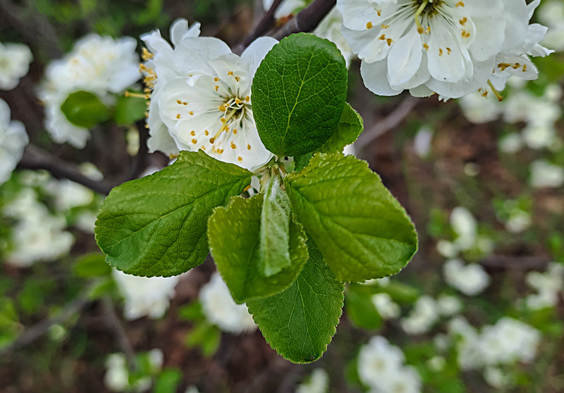 20230420 155303SHw [D~LIP] Mirabelle (Prunus cerasifera), [Kirschpflaume], Bad Salzuflen