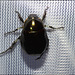 IMG 7886 Beetle