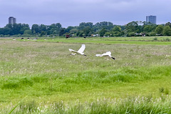 Spoonbills