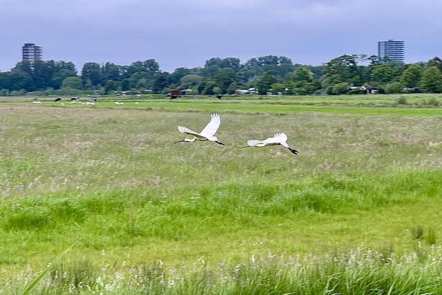 Spoonbills