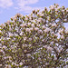 More Magnificent Magnolia