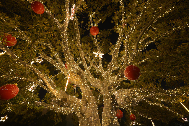 Christmas tree in the square