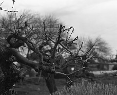 Pruned branches